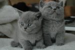 Некоторые коты и кошки отлично знают свои клички