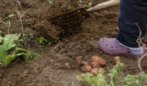 Как правильно выкопать картошку. Фото: YouTube