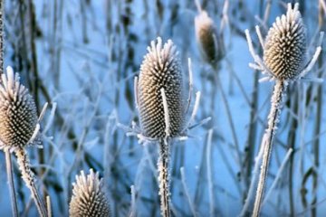 Весеннее похолодание. Фото: скриншот YouTube.