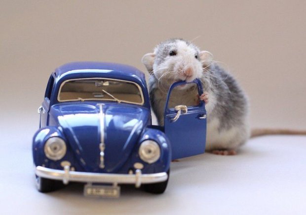 Это невероятно: ученые смогли научить крыс водить детские машинки. Видео