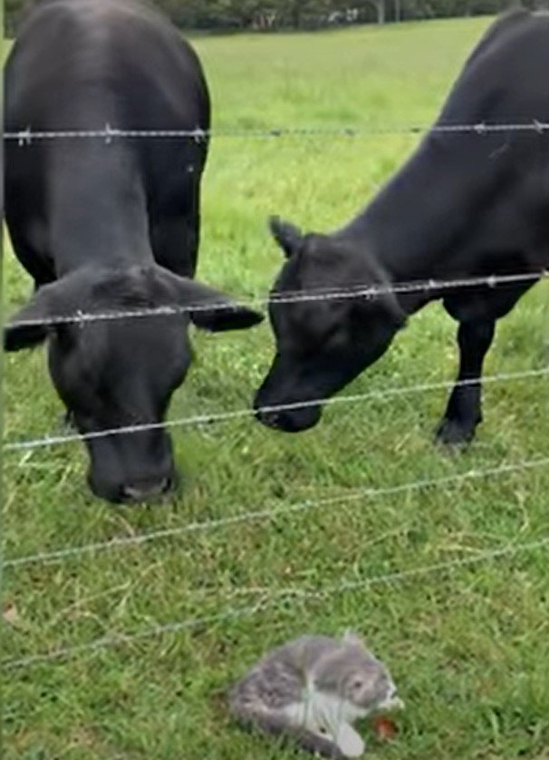 Котенок и коровы. Фото скриншот YouTube