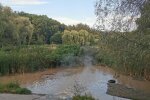 Черепахи и рыба варятся заживо, страдают люди: в Киевском водоеме вода достигает 50 градусов, что произошло
