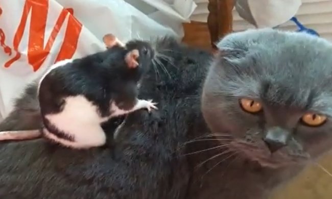 Дружба кошки и крысы. Фото: скриншот YouTube