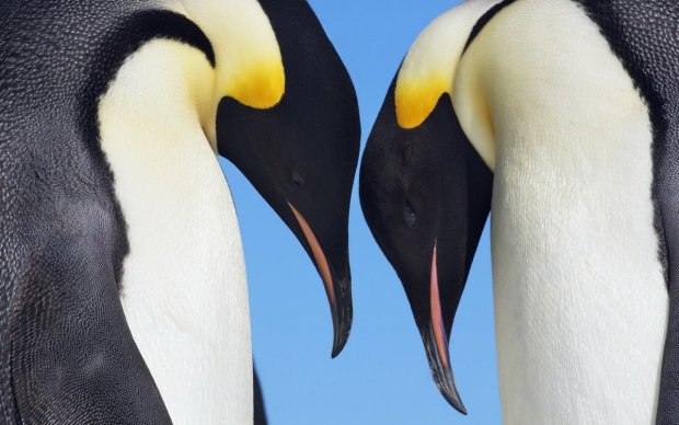 В Новой Зеландии пара пингвинов хотела свить гнездо прямо в ресторане (видео)