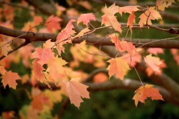 Осінь. Фото: YouTube, скрін