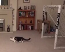 Пользователей Сети рассмешил кот-вратарь, ловко отбивающий мяч. Фото: скриншот YouTube