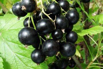 Если не хватает времени на спорт, то эта ягода поможет избавиться от лишнего жира