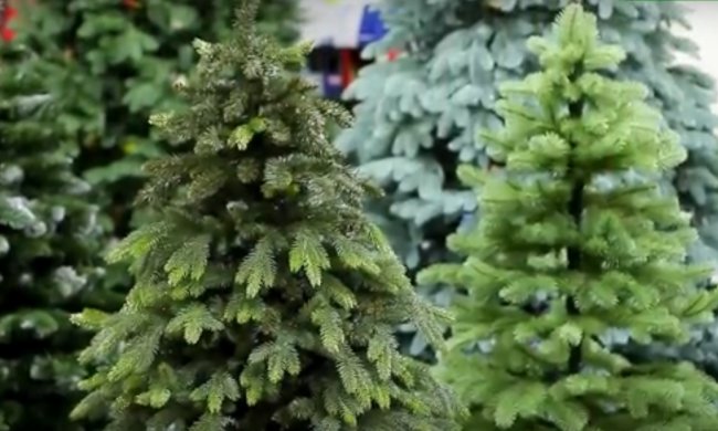 Елки, скриншот YouTube