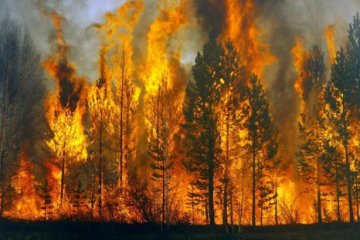 Россия в огне: в Красноярске пылает 270 тысяч гектар тайги – сайт