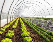 Аграрии, теплица, фермеры, бизнес. Фото: Telegram