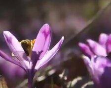 Крокус. Фото: скріншот YouTube-відео