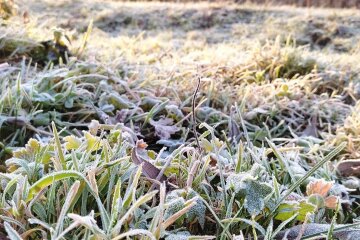 Заморозок. Фото: Ukrainianwall