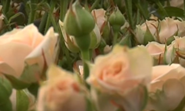 Цветы в Украине. Фото: скриншот YouTube