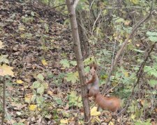 До +18 та трохи дощів: синоптик Діденко попередила про погоду на завтра