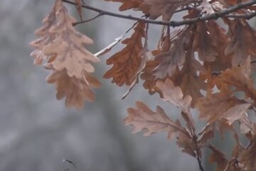 Листя. Фото: скріншот YouTube-відео