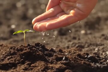 Огород. Фото: YouTube