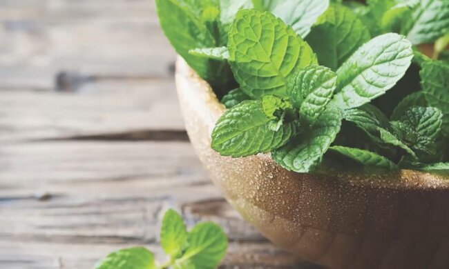 М'ята в горщику. Фото: YouTube