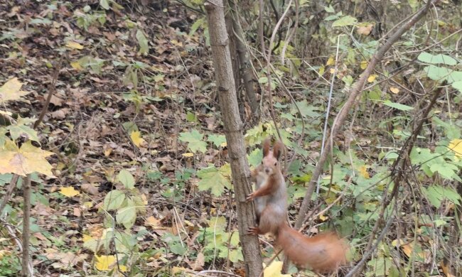 До +18 и немного дождей: синоптик Диденко предупредила о погоде на завтра