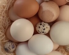 Куриные яйца. Фото: YouTube