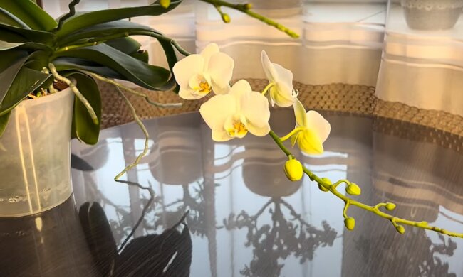 Орхідея. Фото: YouTube