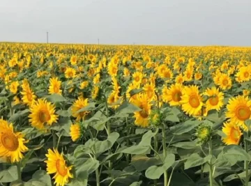 Спека в Україні. Фото: скріншот Instgaram