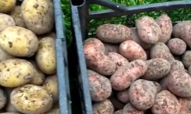 Картопля. Фото: скріншот YouTube