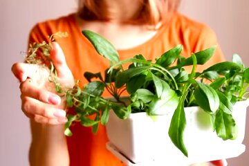 Кімнатні рослини. Фото: YouTube