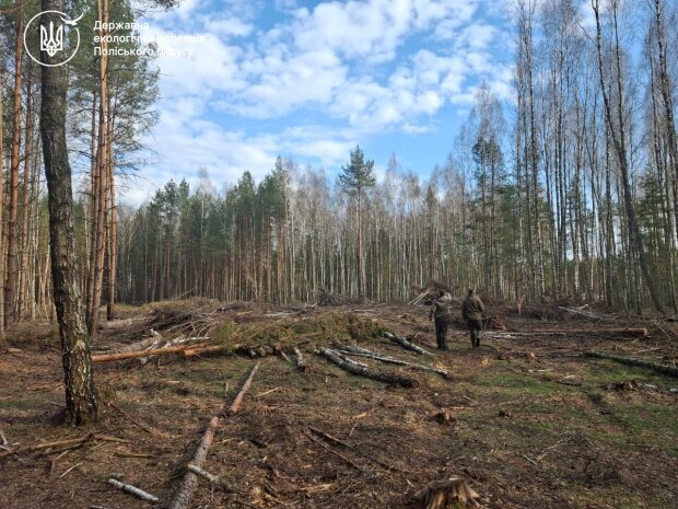 незаконна вирубка дерев