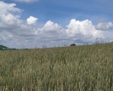 Пшеничное поле. Фото: Стена