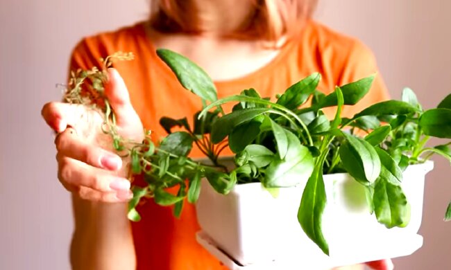 Кімнатні рослини. Фото: YouTube