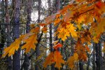 Осень. Фото: скриншот YouTube-видео