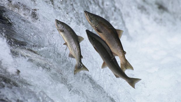 Норвегию атакуют лососи. Рыбы просто сошли с ума. Видео