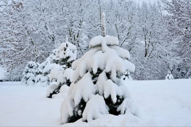 Зима, мороз, снігопад. Фото: Стіна