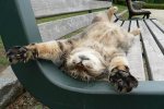 Мурчу-мурчу – работать я хочу: кот из Днепра обзавелся должностью и официальной "зарплатой"