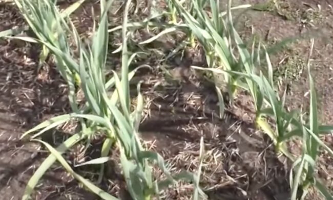 Часник. Фото: скріншот YouTube