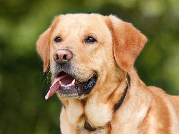 Ученые бьют тревогу: неизвестная болезнь убивает собак, сотни пострадавших животных