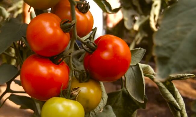 Томаты, помидоры. Фото: YouTube