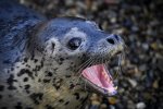 Тюленей научили петь: опубликована песенка из "Звездных войн" в исполнении животных (видео)