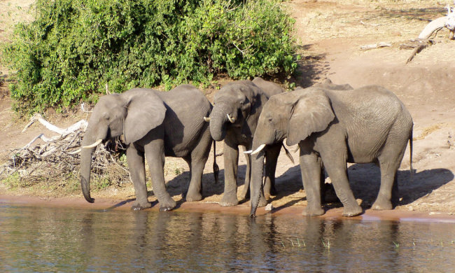 Африканские слоны