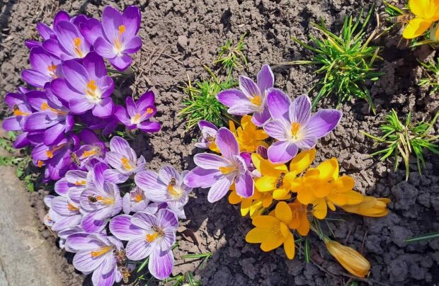 Весняні квіти. Фото: скриншот Facebook