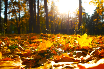 В Украину пришло второе бабье лето – как долго продержится тепло. Фото: YouTube