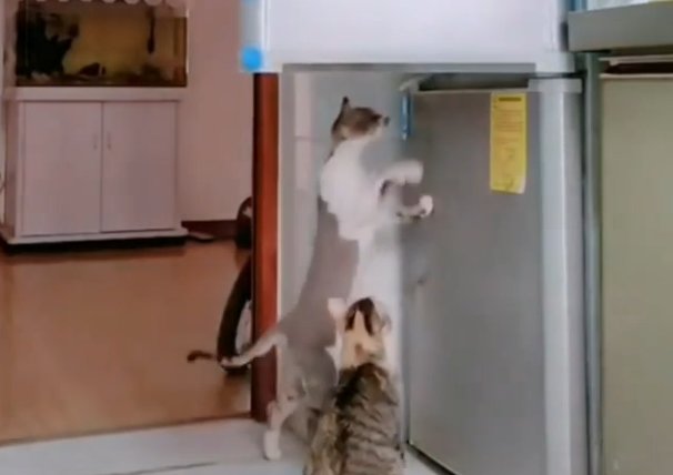 Коты. Фото: скриншот YouTube