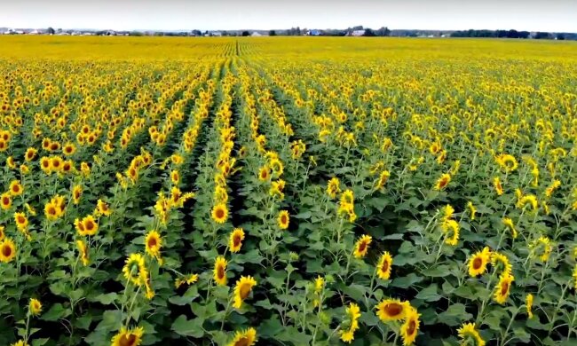 Землі України. Фото: скріншот Youtube-відео