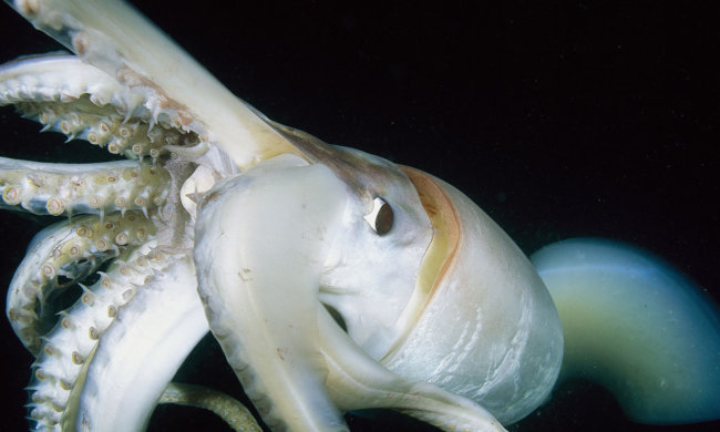 Живет в глубинах океана: гигантский монстр попал на видео