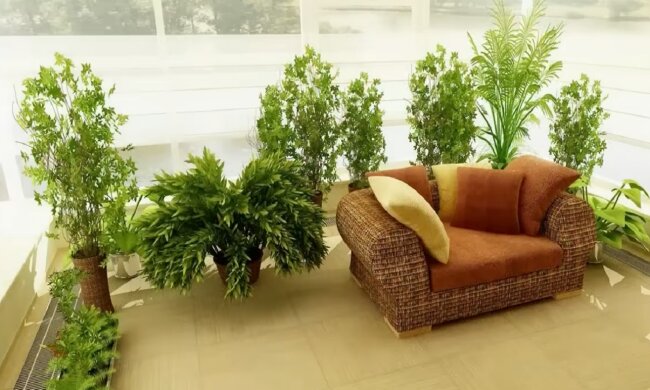 Кімнатні рослини. Фото: YouTube