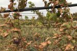 Над Крымом нависла новая угроза: весь урожай может пропасть