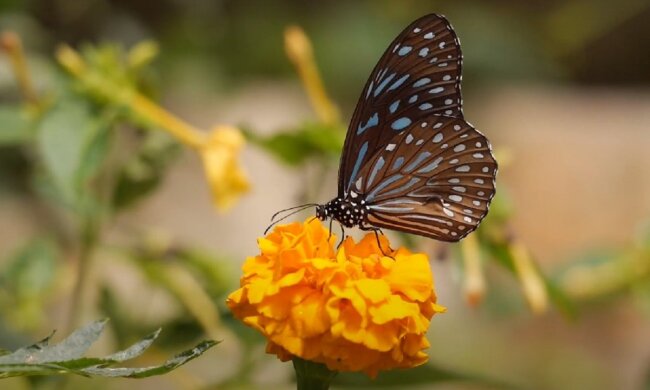 Природа. Фото: YouTube, скрин