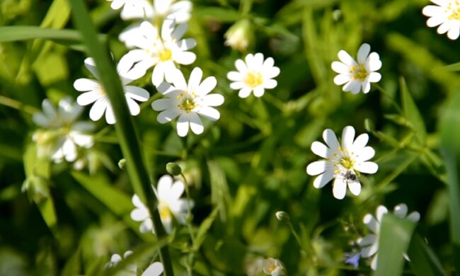 Природа. Фото: YouTube, скрін