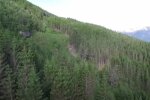 Лес. Фото: скриншот YouTube.