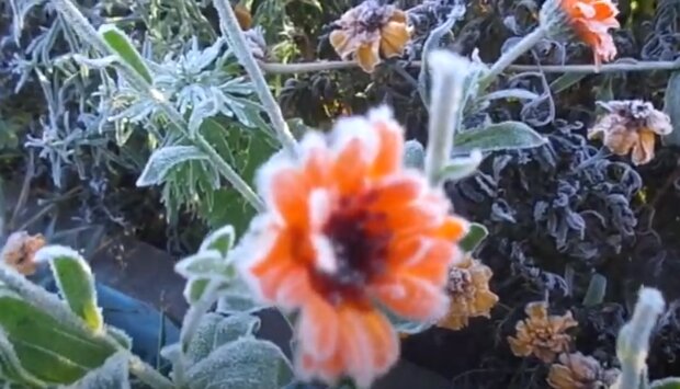 Заморозки. Фото: скріншот YouTube-відео